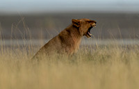 Lions April 06, 2021 -27928