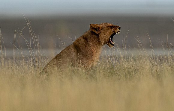 Lions April 06, 2021 -27928