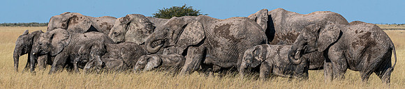 Elephants April 20, 2021 -2411