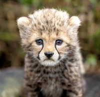 Cheetah August 13, 2021 -04278