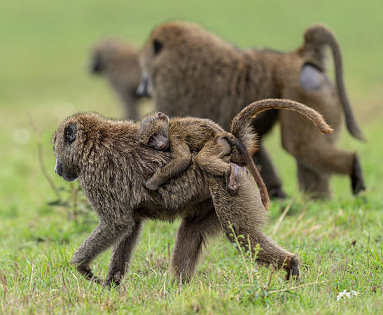 Baboon August 20, 2021 -20