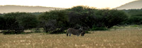 March 29 Zebra-24303