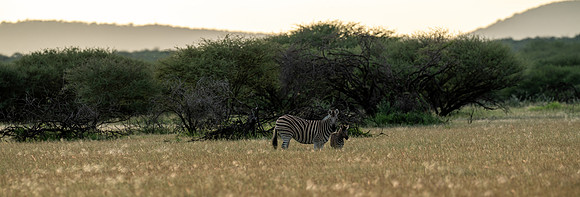 March 29 Zebra-24303