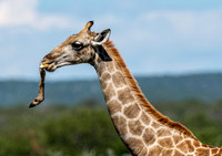 March 29 Giraffe 2-24459