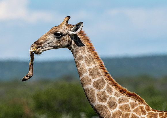 March 29 Giraffe 2-24459