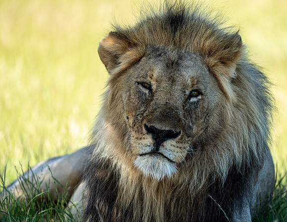 March 25 lion-22711