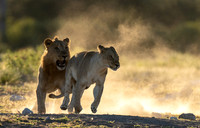 Lions April 21, 2021 -27401