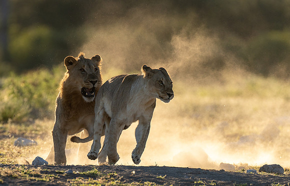 Lions April 21, 2021 -27401