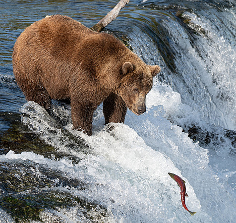 Katmai Bear waits for lunch