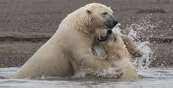 Playing in Water-Polar Bears having fun
