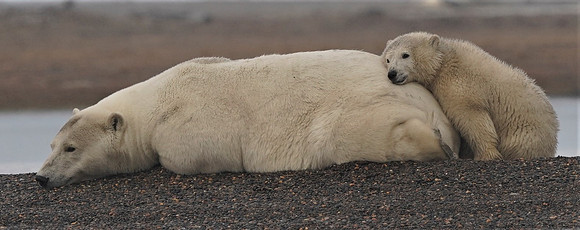 Polar Bear Cub snuggles on Mom