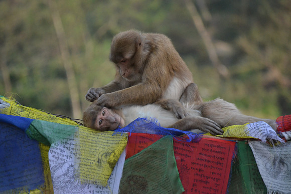 Monkey Love