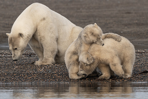 Ouch my toe- Polar Bear Cubs play in Alaska