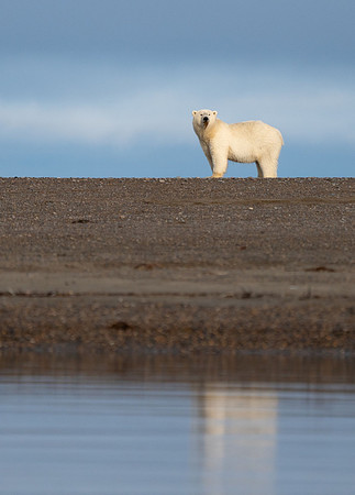 Polar Bear with Seaweed in Barter Island Alaska