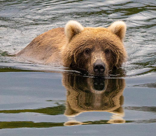 Swimming Bear in Katmai Alaska