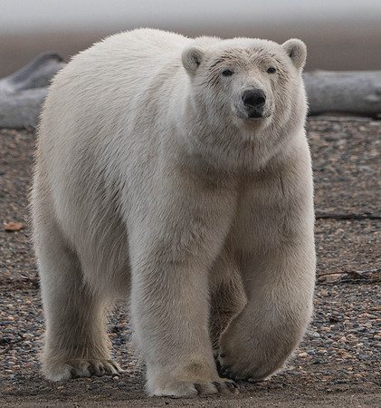 Large Polar Bear