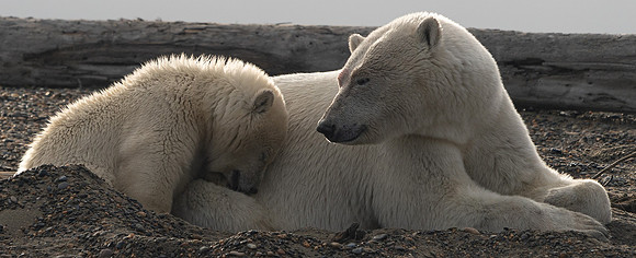 Mom and cub