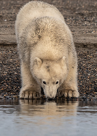 Polar Bears CUB looking at water