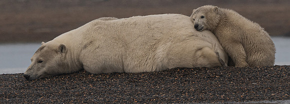 Polar Bears Cub resting on mom 3