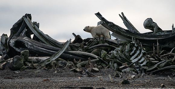 Polar Bear on Whale Bones