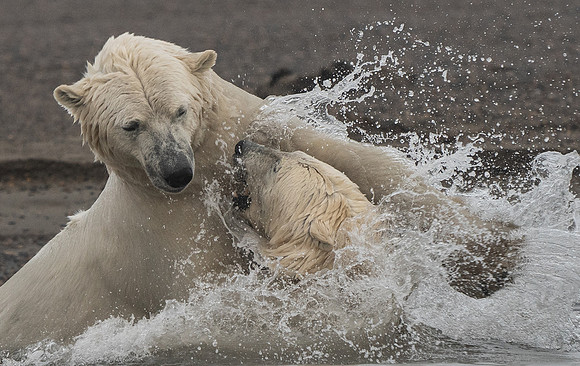 Polar Bears in Water Playing 3