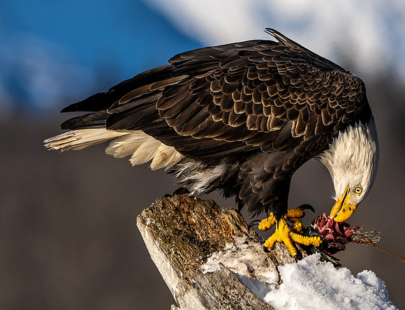 Eagle 1 November 15, 2021 -09910