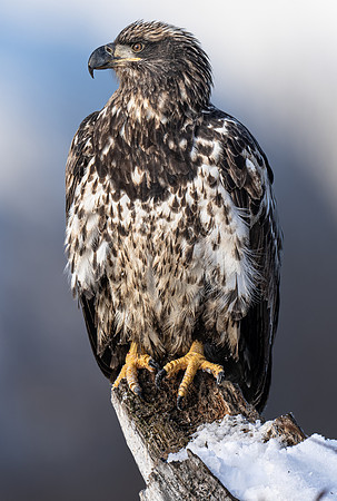 Eagle Day 1 November 14, 2021 -01036