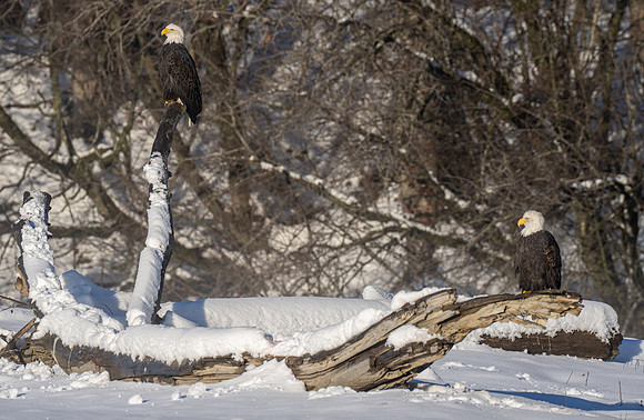 Eagle Day 1 November 14, 2021 -00137