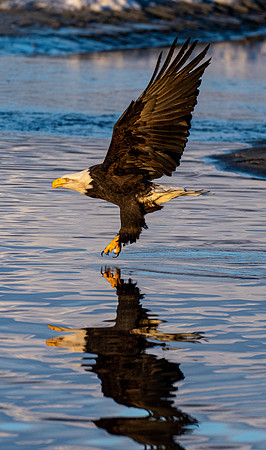 Eagle November 15, 2021 -02285