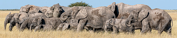 Elephant Row