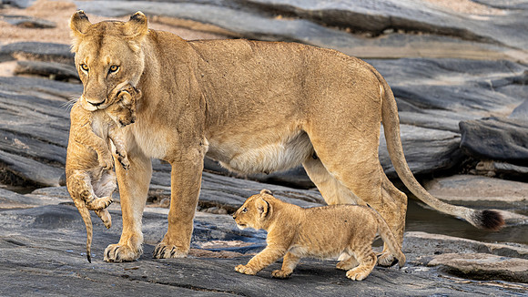 Lion with Cubs in Kenya