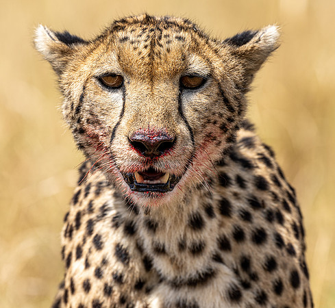 Cheetah