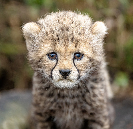Cheetah Cub in Kenya
