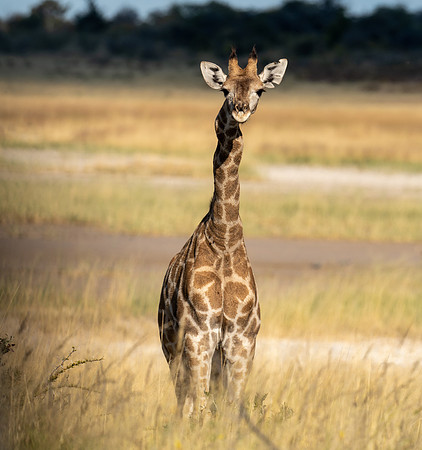 Baby Giraffe April 26, 2021 -21253
