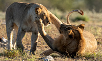 Lions April 21, 2021 -27563