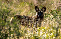 Wild Dog Looking at Me-26303