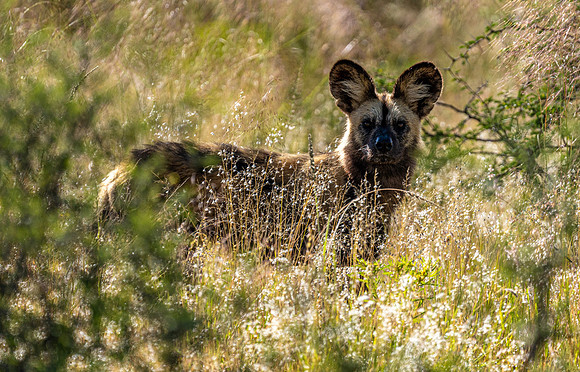 Wild Dog Looking at Me-26303