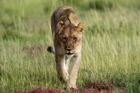 Lions April 06, 2021 -28357