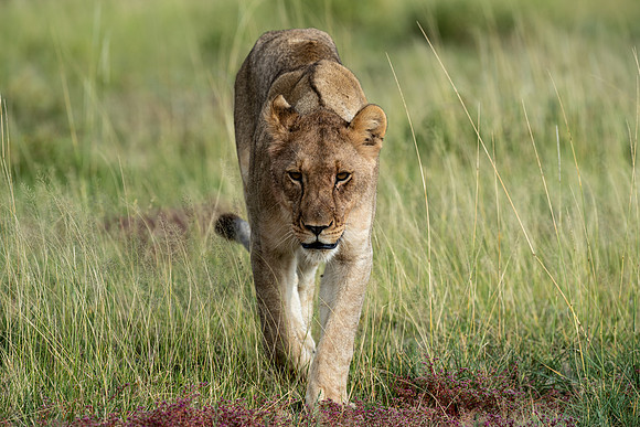 Lions April 06, 2021 -28357