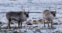 Two Reindeer antleer highlight