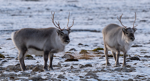 Two Reindeer antleer highlight