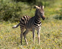 Zebra April 09, 2021 -24288