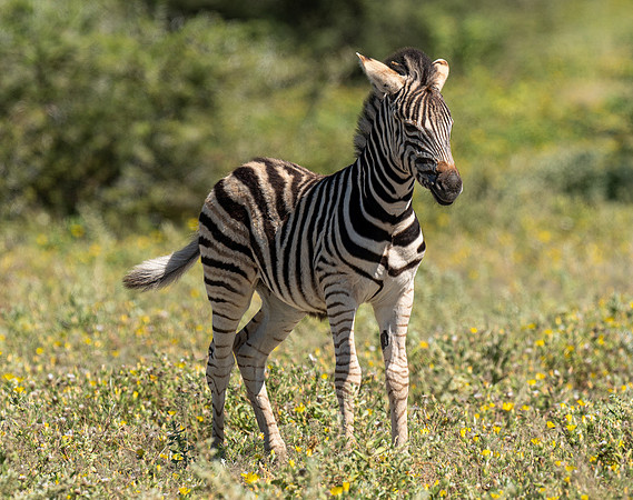 Zebra April 09, 2021 -24288
