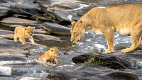 Lion with Cubs August 20, 2021 -05367