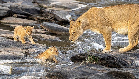 Lion with Cubs August 20, 2021 -05367