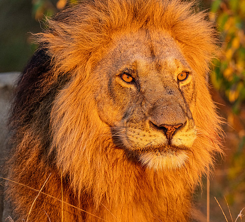 Lion August 17, 2021 -04150
