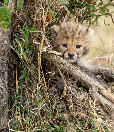 Cheetah Cub in Grass August 21, 2021 -08204