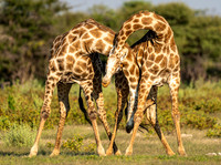 Giraffes April 05, 2021 -27187