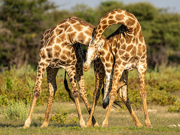 Giraffes April 05, 2021 -27187