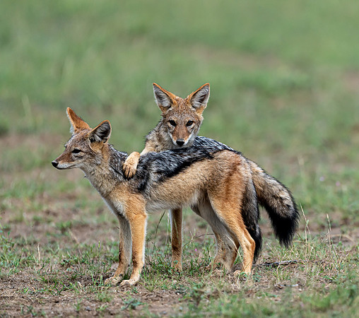 March 31 Jackal-25359